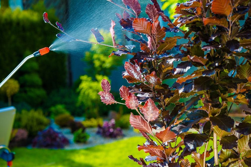 A Person Is Spraying A Tree With A Sprayer In A Garden — ASAP Pest Control in Carindale, QLD