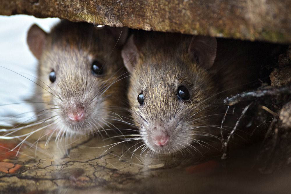 Two Mice Are Looking Out Of A Hole In The Ground — ASAP Pest Control in Rathdowney, QLD