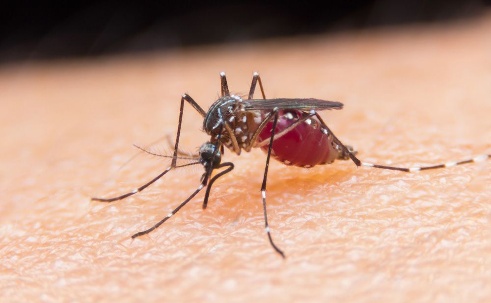 A Close Up Of A Mosquito On A Person 's Skin — ASAP Pest Control in Loganholme, QLD