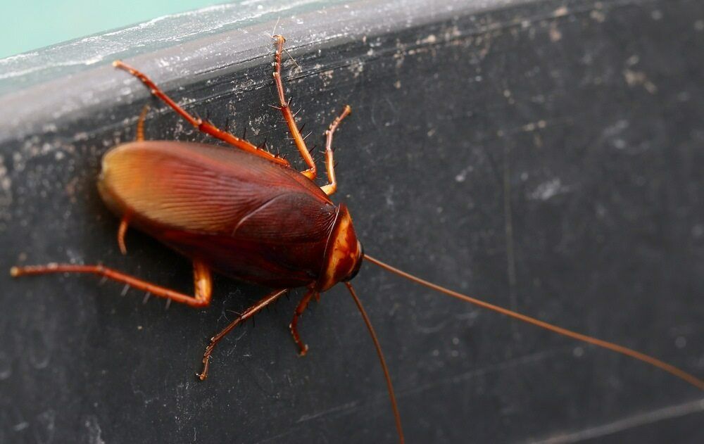 A Cockroach Is Sitting On A Black Surface — ASAP Pest Control in Annerley, QLD