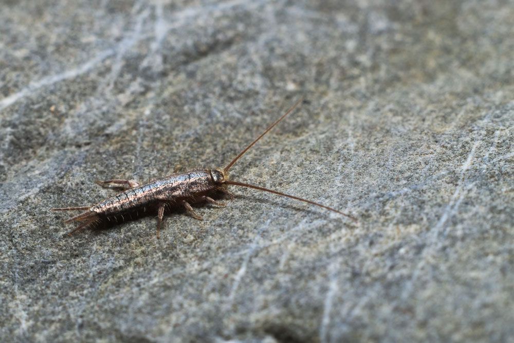 A Close Up Of A Silverfish Crawling On A Rock — ASAP Pest Control in Sinnamon Park, QLD