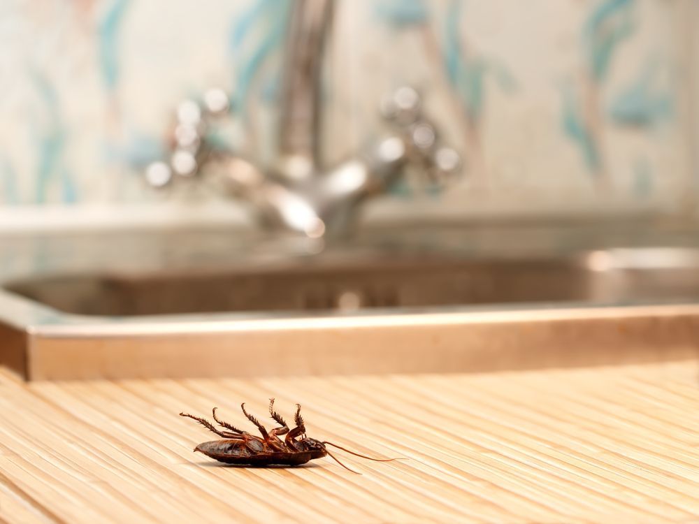 A Cockroach Is Laying On A Wooden Table In Front Of A Kitchen Sink — ASAP Pest Control in Loganholme, QLD