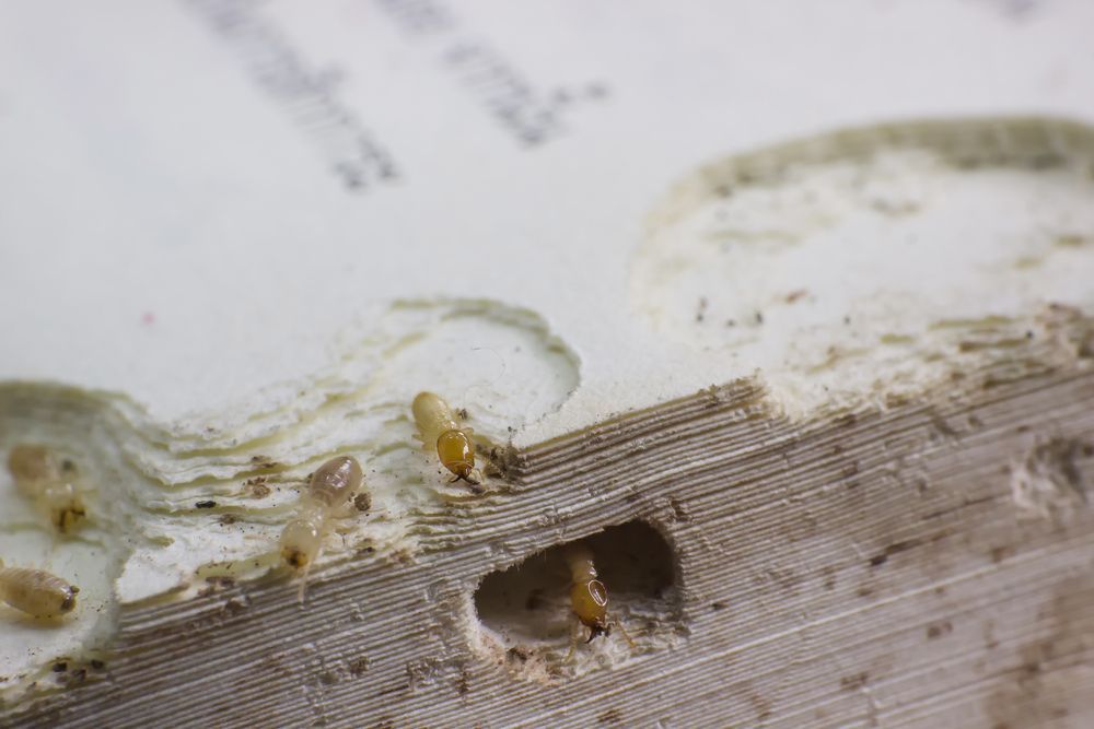 A Close Up Of A Book With A Hole In It — ASAP Pest Control in Currumbin, QLD