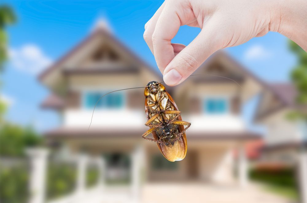 A Person Is Holding A Cockroach In Front Of A House — ASAP Pest Control in Acacia Ridge, QLD