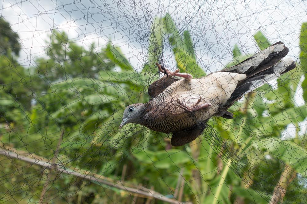 A Pigeon Is Flying Through A Net In The Air — ASAP Pest Control in Acacia Ridge, QLD