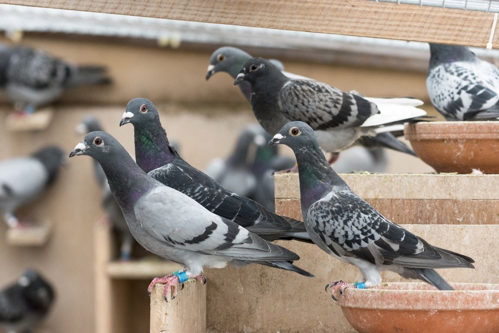 A Group Of Pigeons Are Sitting On Top Of A Wooden Ledge — ASAP Pest Control in Gumdale, QLD