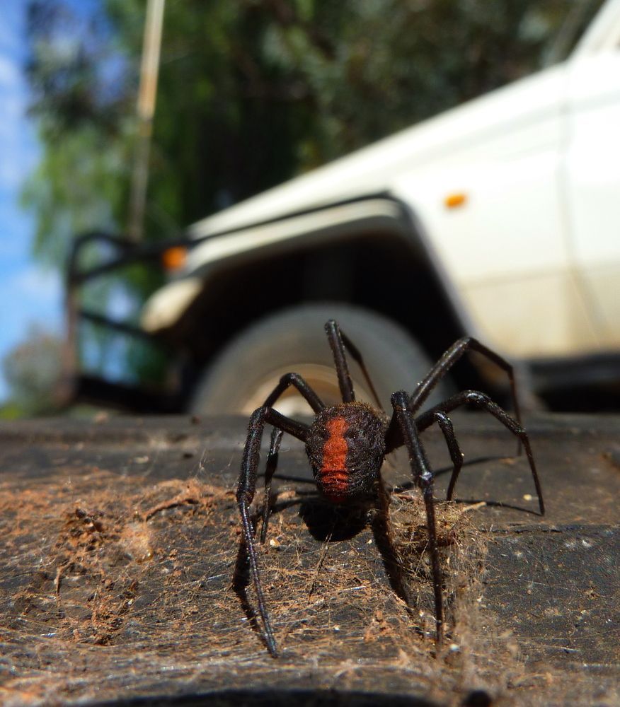 A Spider Is Sitting On A Rock In Front Of A White Car — ASAP Pest Control in Ipswich, QLD