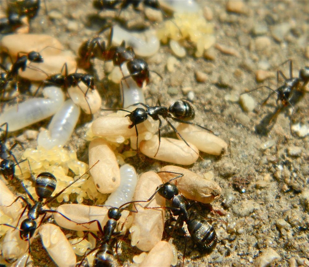 A Close Up Of A Group Of Ants Eating Food On The Ground — ASAP Pest Control in Burleigh Heads, QLD