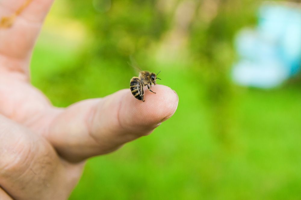 A Person Is Holding A Small Bee On Their Finger — ASAP Pest Control in Brisbane South, QLD