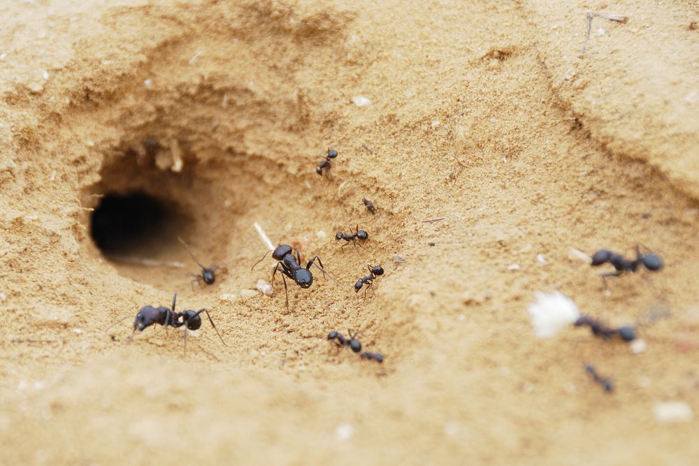 A Group Of Ants Are Crawling Out Of A Hole In The Sand — ASAP Pest Control in Burleigh Waters, QLD