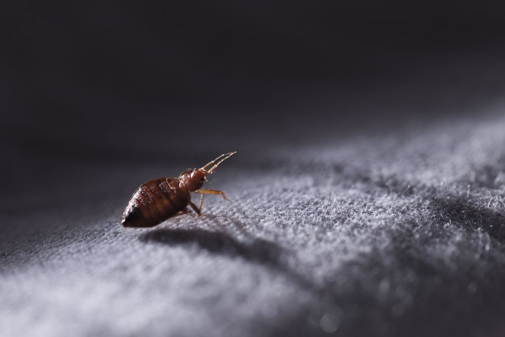 A Bed Bug Is Crawling On A Blanket On A Bed — ASAP Pest Control in Ipswich, QLD