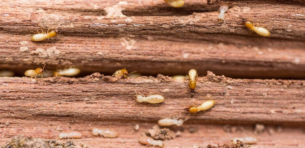 Termites Are Crawling On A Piece Of Wood — ASAP Pest Control in Burleigh Heads, QLD