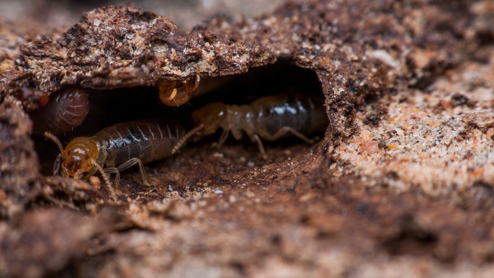 Two Termites Are Crawling Out Of A Hole In A Piece Of Wood — ASAP Pest Control in Gold Coast, QLD