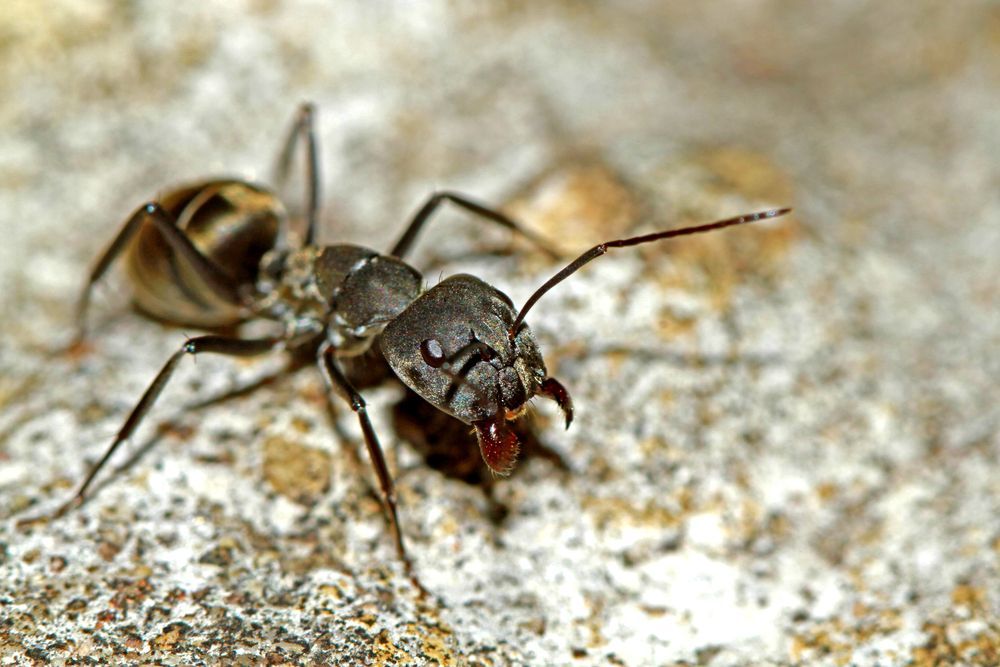 A Close Up Of A Black Ant On A Rock — ASAP Pest Control in Coomera Waters, QLD