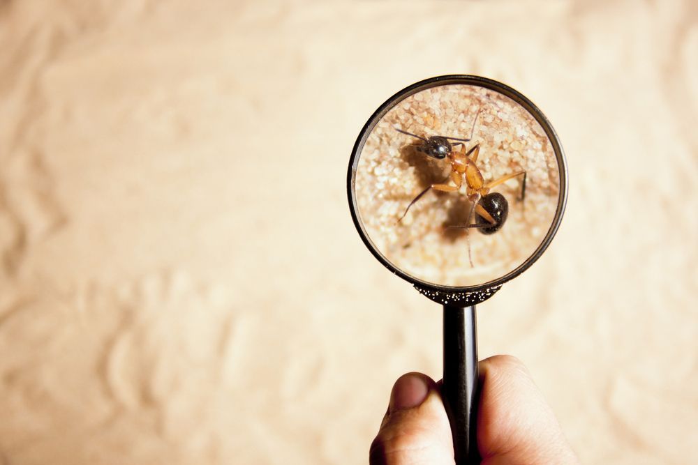 A Person Is Holding A Magnifying Glass With Two Ants On It — ASAP Pest Control in Woolloongabba, QLD