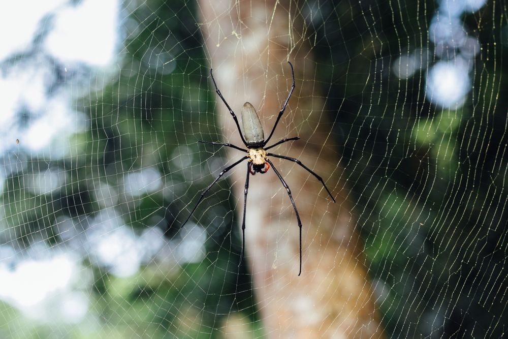 A Spider Is Hanging From A Tree Branch In A Web — ASAP Pest Control in Drewvale, QLD