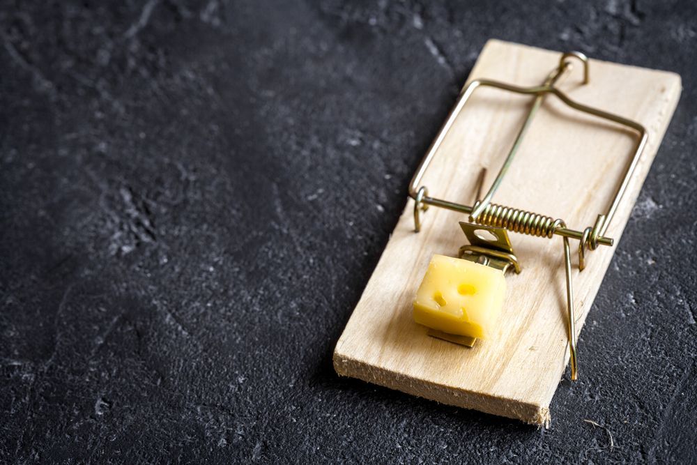 A Mousetrap With A Piece Of Cheese In It — ASAP Pest Control in Burleigh Heads, QLD