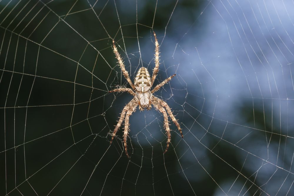 A Spider Is Sitting On Top Of A Web — ASAP Pest Control in Robina, QLD
