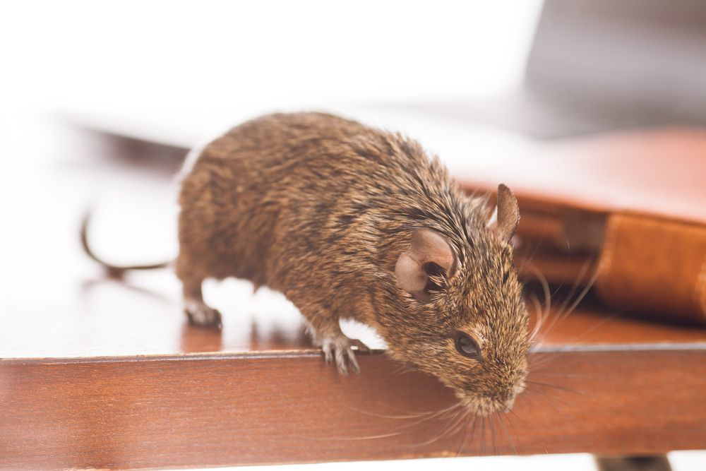 A Small Mouse Is Standing On A Wooden Table — ASAP Pest Control in Mount Gravatt, QLD