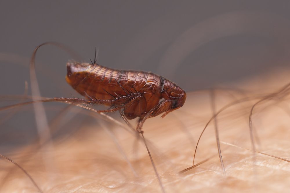 A Flea Is Crawling On A Person 's Skin — ASAP Pest Control in Rocklea, QLD