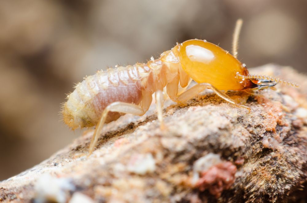 A Termite Is Crawling On A Rock — ASAP Pest Control in Mudgeeraba, QLD