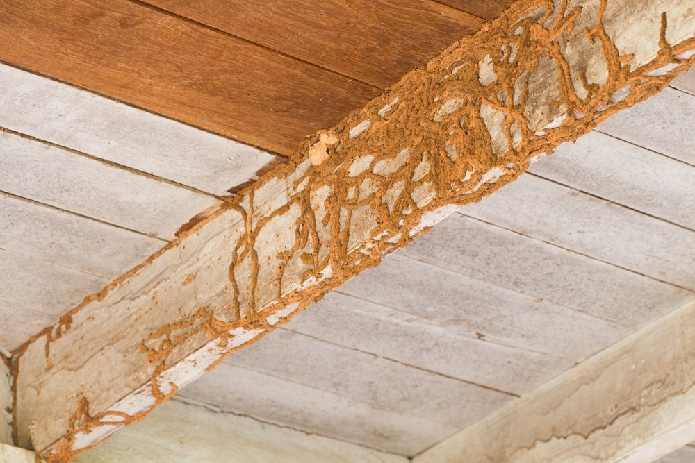 A Wooden Beam With Termites Crawling On It — ASAP Pest Control in Mudgeeraba, QLD