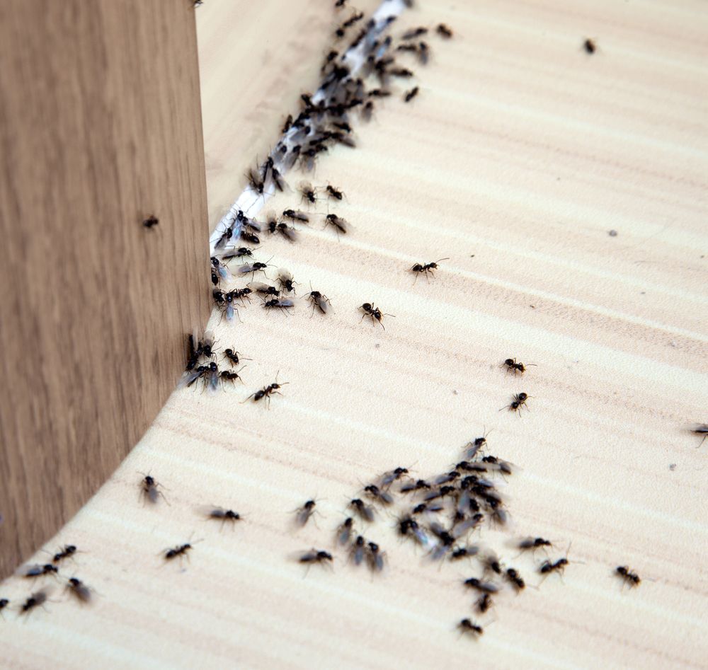 A Bunch Of Ants Are Crawling On A Wooden Floor — ASAP Pest Control in Coomera, QLD