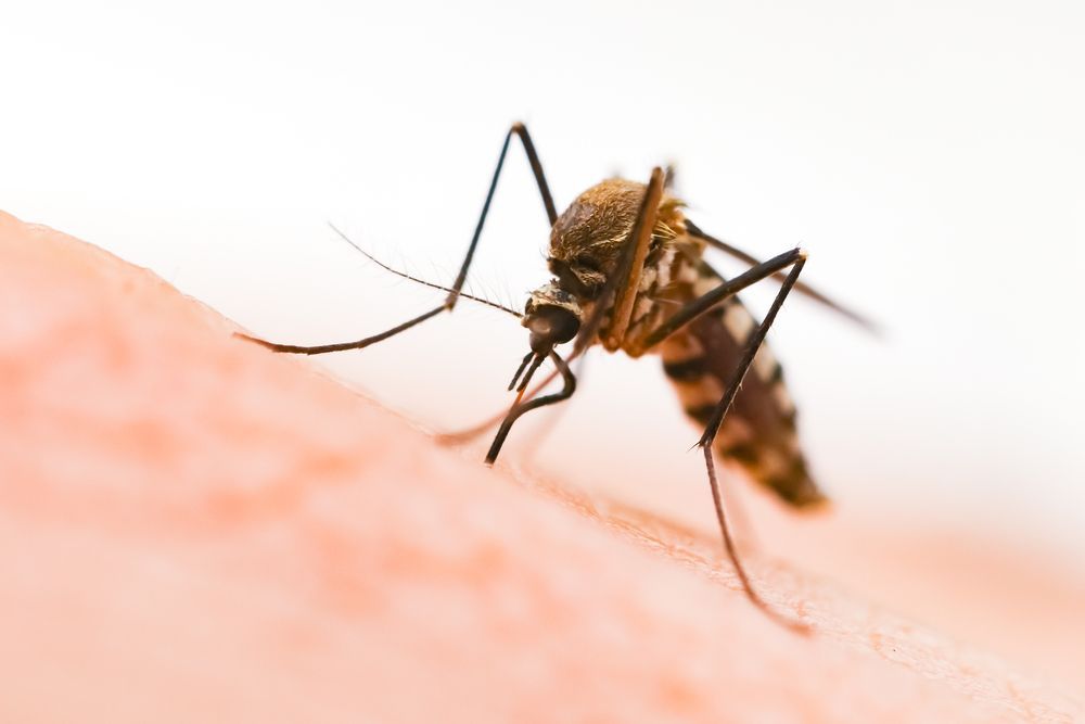 A Mosquito Is Crawling On A Person 's Arm — ASAP Pest Control in Norma Park, QLD