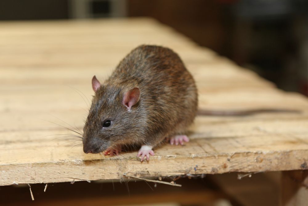 A Brown Rat Is Sitting On Top Of A Wooden Table — ASAP Pest Control in Oxenford, QLD