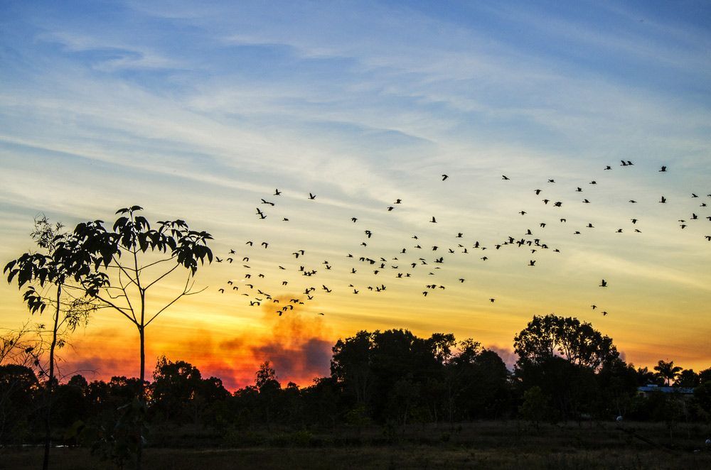 A Flock Of Birds Flying Over A Field At Sunset — ASAP Pest Control in Norma Park, QLD