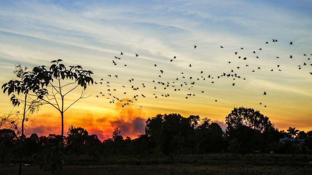 A Flock Of Birds Flying Over A Field At Sunset — ASAP Pest Control In Ipswich, QLD