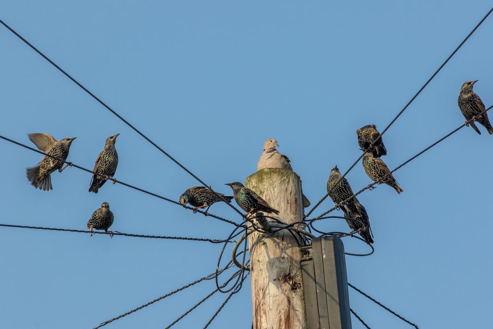 A Flock Of Birds Perched On Top Of A Power Pole — ASAP Pest Control in Broadbeach Waters, QLD