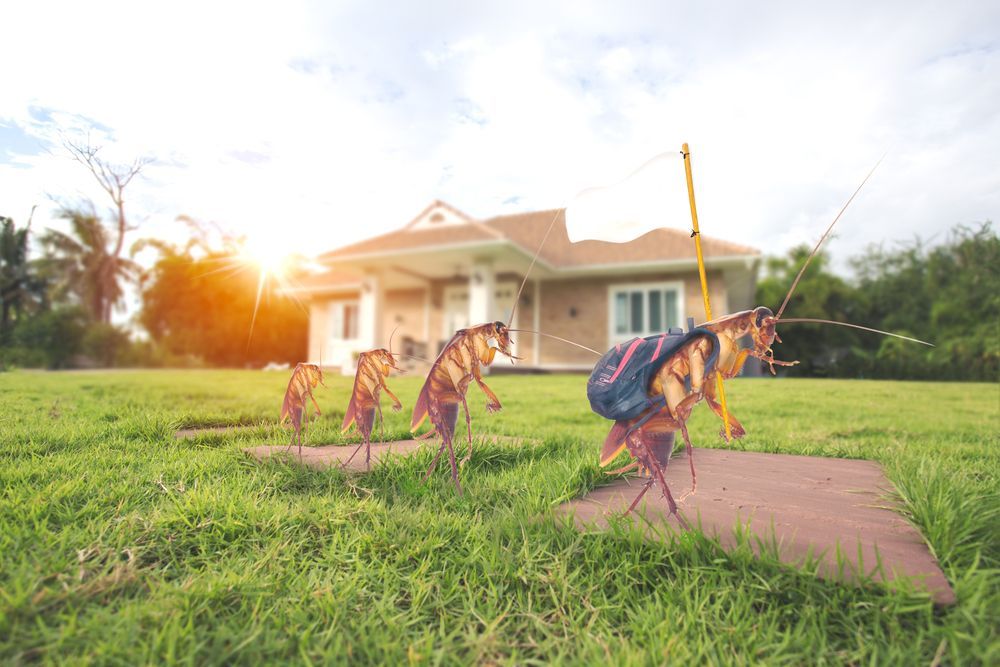 A Group Of Cockroaches Standing On A Sidewalk In Front Of A House — ASAP Pest Control In Sunnybank, QLD