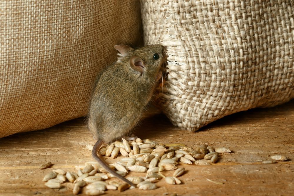 A Mouse Is Eating Sunflower Seeds From A Bag On A Wooden Table — ASAP Pest Control in Nerang, QLD