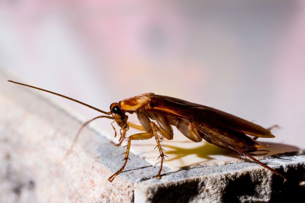 A Cockroach Is Sitting On A Piece Of Wood — ASAP Pest Control in Broadbeach, QLD