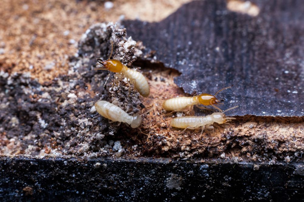 A Group Of Termites Are Crawling On A Piece Of Wood — ASAP Pest Control in Mount Gravatt East, QLD