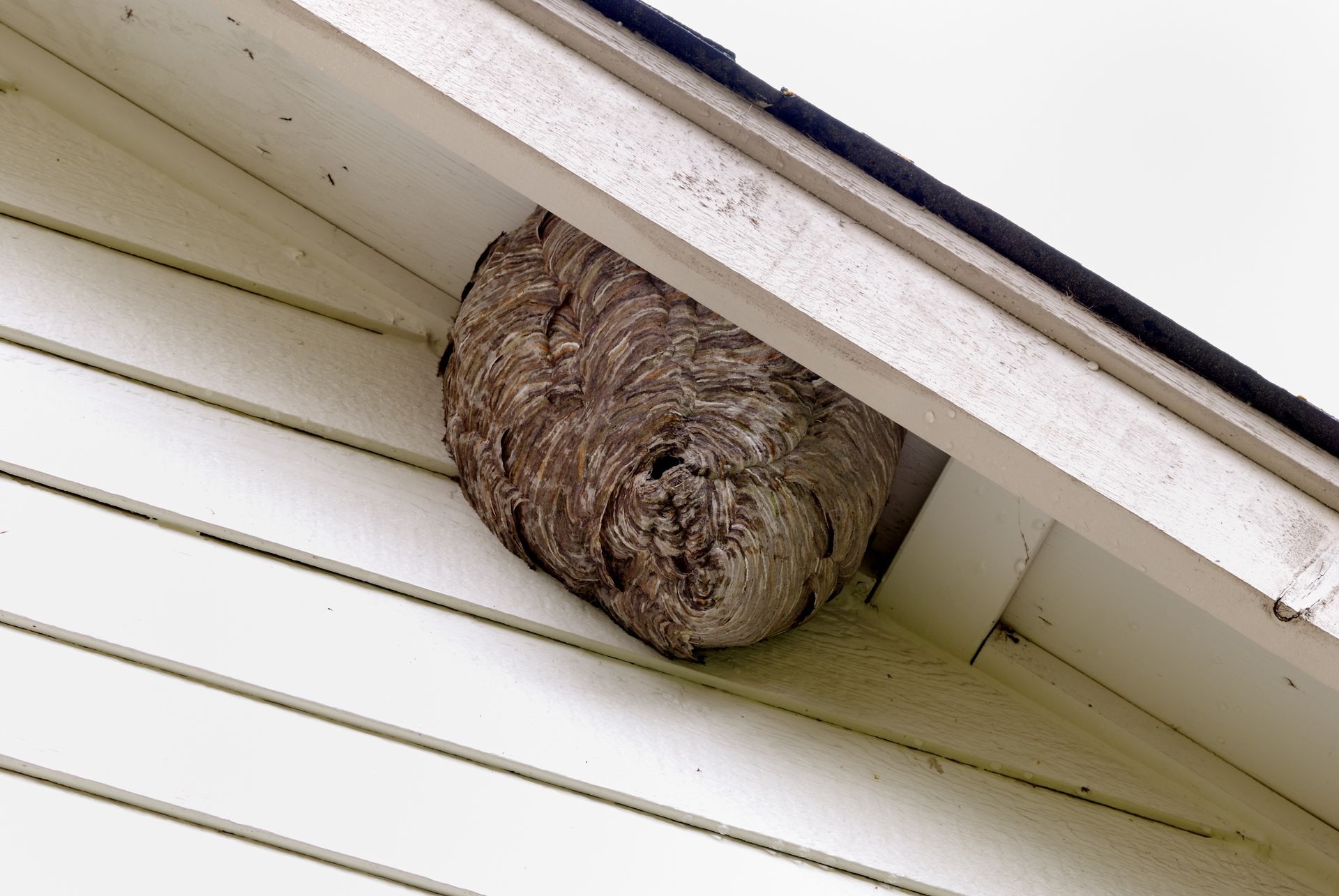 A Large Wasp Nest Is Sitting On The Side Of A House — ASAP Pest Control In Pacific Pines, QLD