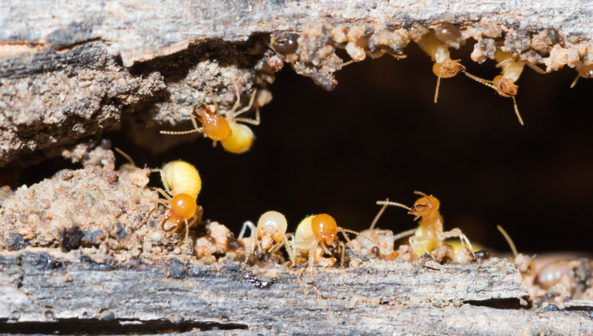 A Group Of Termites Are Crawling On A Piece Of Wood — ASAP Pest Control in Elanora, QLD