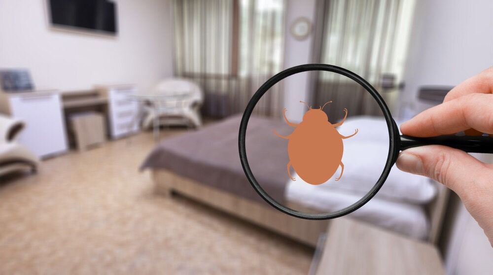 A Person Is Holding A Magnifying Glass Over A Bed Bug In A Hotel Room — ASAP Pest Control in Wacol, QLD