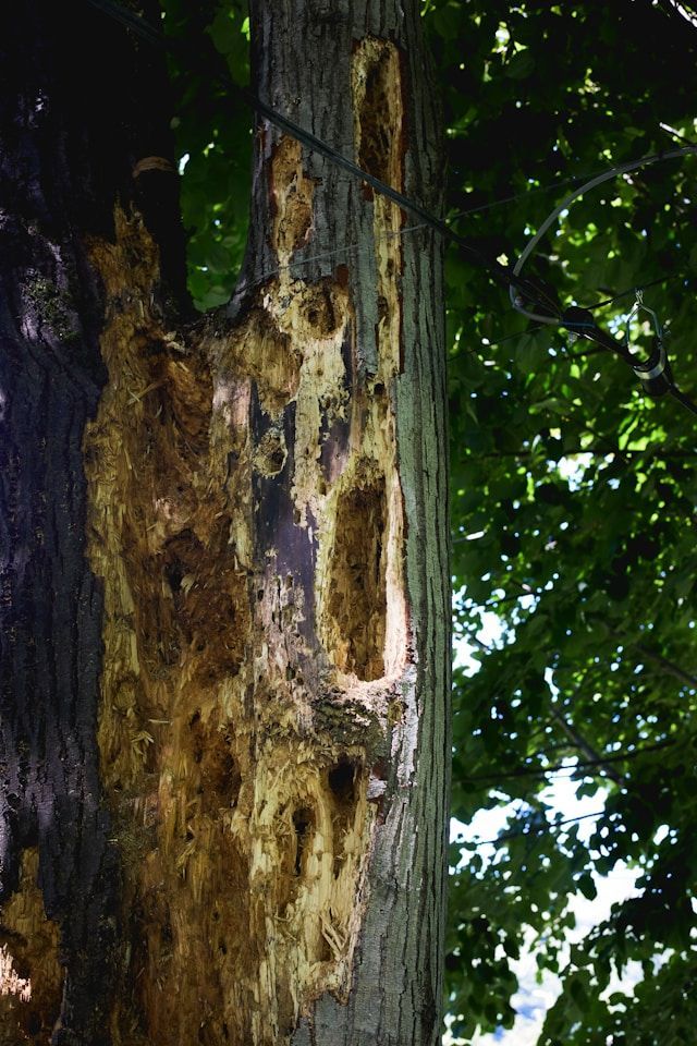 A Tree Trunk With Holes In It And Leaves — ASAP Pest Control in Seventeen Mile Rocks, QLD