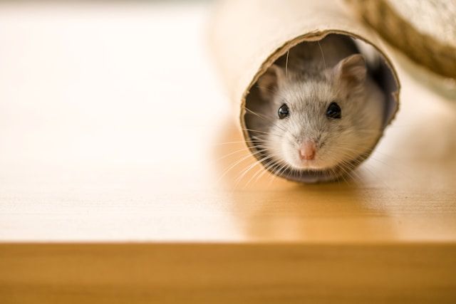 A Hamster Is Sticking Its Head Out Of A Cardboard Tube On A Table — ASAP Pest Control in Seventeen Mile Rocks, QLD