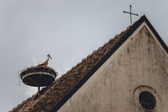 A Stork Is Sitting In A Nest On The Roof Of A Building — ASAP Pest Control in Gold Coast, QLD