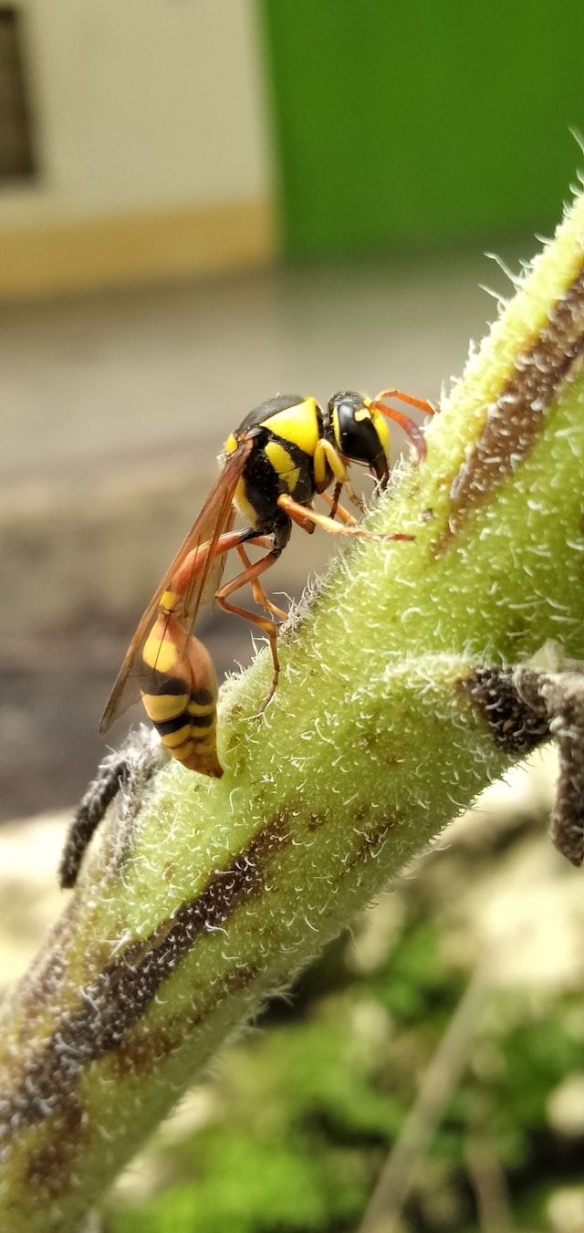 A Close Up Of A Wasp Sitting On A Plant Branch — ASAP Pest Control in Mount Gravatt, QLD