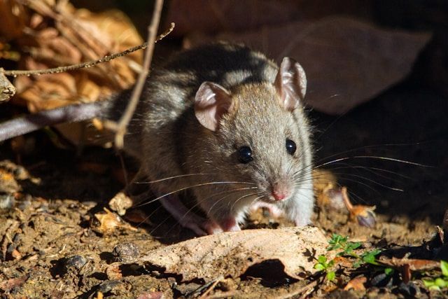 A Mouse Is Standing In The Dirt And Looking At The Camera — ASAP Pest Control in Brisbane South, QLD