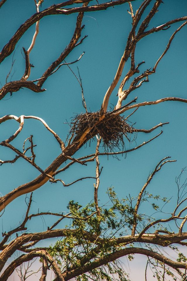 A Bird Nest Is Sitting On Top Of A Tree Branch — ASAP Pest Control in Logan, QLD