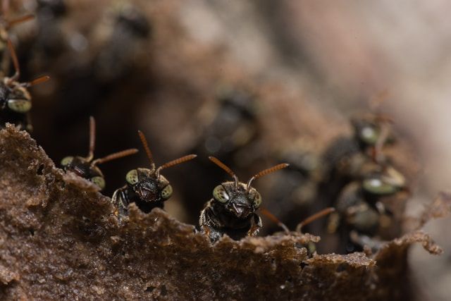 A Close Up Of A Group Of Bees On A Piece Of Wood — ASAP Pest Control in Inala, QLD