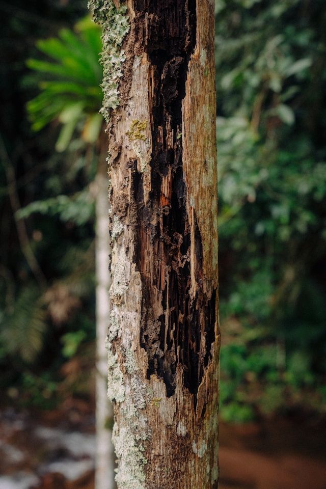 A Close Up Of A Tree Trunk With A Hole In It In The Woods — ASAP Pest Control in Tarragindi, QLD