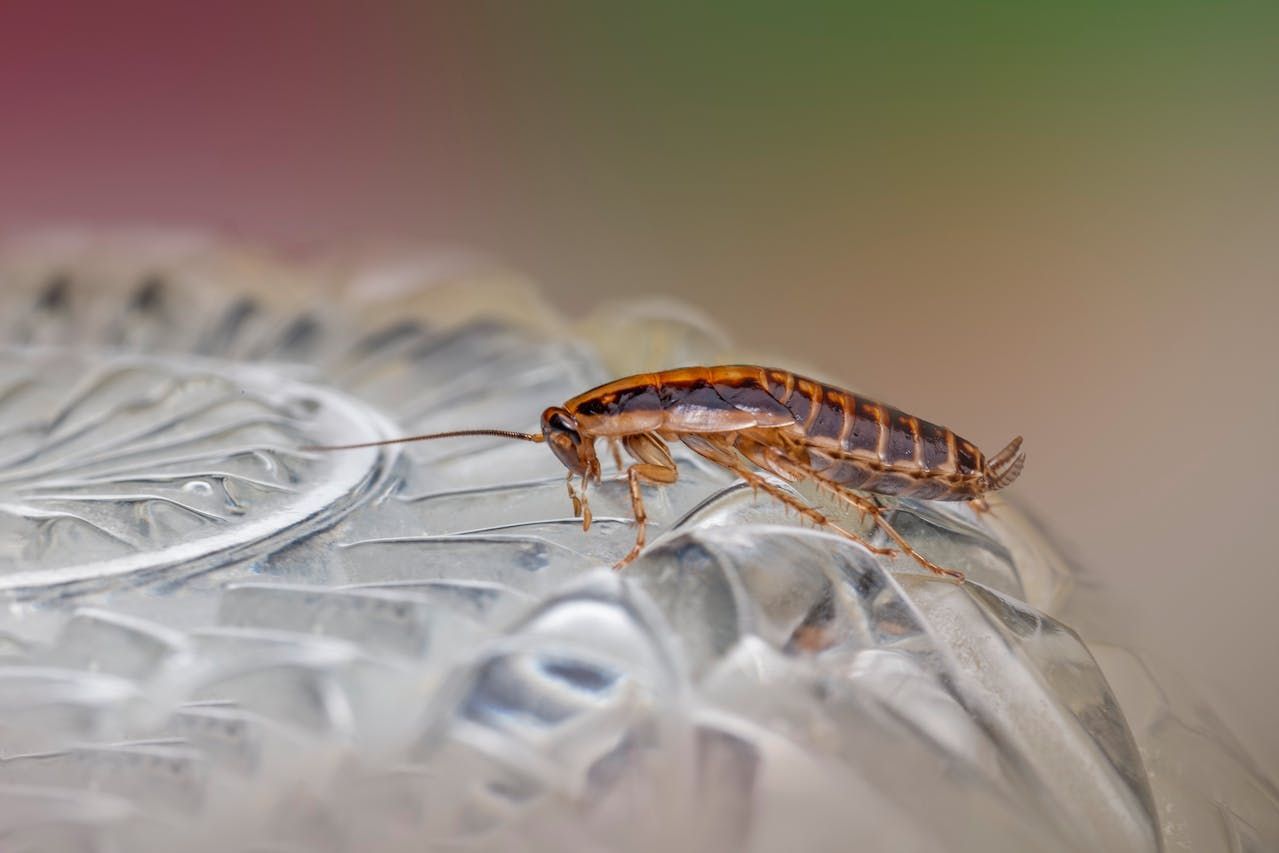 A Cockroach Is Sitting On Top Of A Glass Plate — ASAP Pest Control in Capalaba, QLD