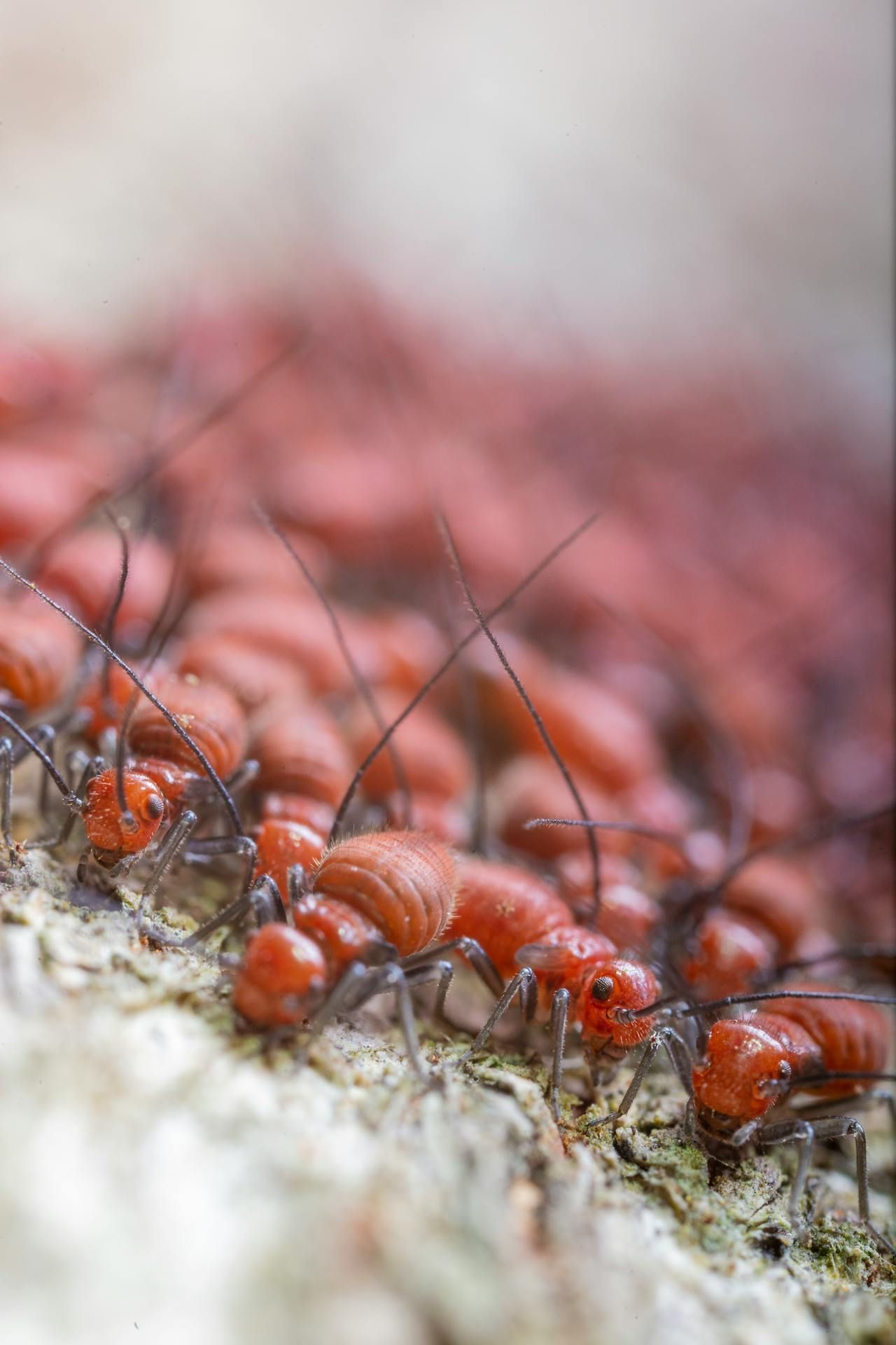A Large Group Of Red Ants Are Crawling On A Rock — ASAP Pest Control in Boonah, QLD