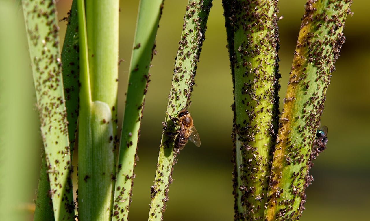 A Close Up Of A Plant With Aphids And A Bee On It — ASAP Pest Control in  Brisbane South, QLD